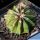 Melocactus maxonii f. inermis (brevispinus)
