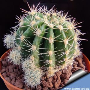 Echinopsis hybrid arancio tenue ++ / soft orange