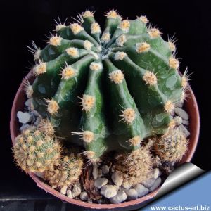 Echinopsis hybrid lilla rigato ++ / striped lilac