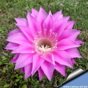 Echinopsis hybrid lilla rigato ++ / striped lilac