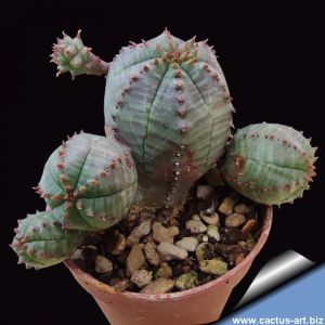 Euphorbia hybrid obesa x infausta