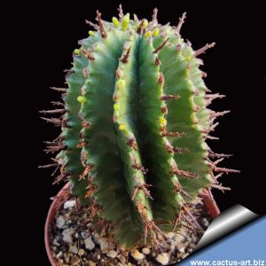 Euphorbia hybrid polygona x horrida