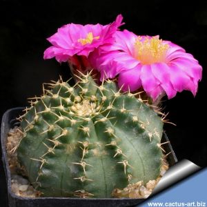 Echinocereus amoenus Mezquitlan, Nuevo Leon, Mexico