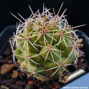 Thelocactus matudae forma (short spines form)