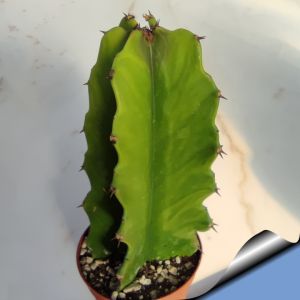Euphorbia ingens fa.