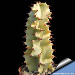Euphorbia erythraea cv. MILK TOTEM(variegata albina)