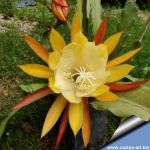 Epiphyllum cv. BIG YELLOW FLOWERS (UNROOTTED CUTTING)