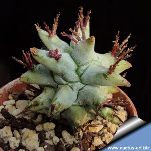 Euphorbia horrida f. striata "kikko" (Grey form)
