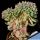 Echeveria sp. forma cristata (clone B - small laeves)