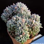 Echeveria sp. forma cristata (clone B - small laeves)