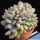 Echeveria sp. forma cristata (clone A - bordered purple)