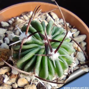 Echinofossulocactus pentacanthus v. grandis El Vergel, Guanajuato, Mexico