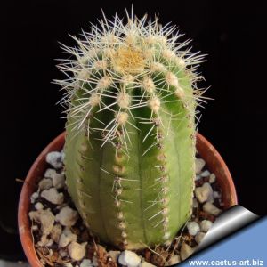 Trichocereus cv. MULTIPROLIFERUM SUBINERMIS (dwarf branching form)