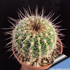 Acanthocalycium spiniflorum v. klimpelianum