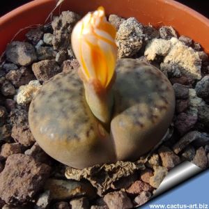 Lithops bromfieldii Kakamas, Northern Cape, South Africa