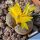 Lithops bromfieldii Kakamas, Northern Cape, South Africa