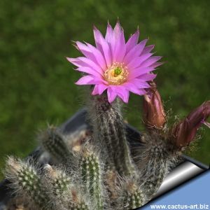 Echinocereus schmollii (Wilcoxia schmollii)