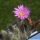 Echinocereus schmollii (Wilcoxia schmollii)