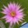 Echinocereus schmollii (Wilcoxia schmollii)