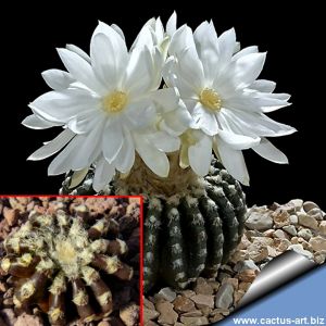 Discocactus horstii (seedling) 1,5-2 cm or larger
