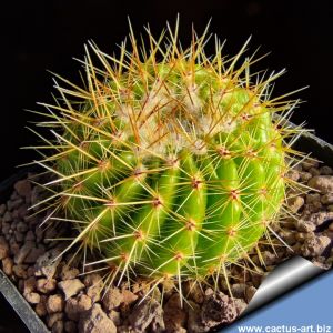 Notocactus herteri v. rubriflorus