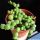 Senecio rowleyanus (String of Pearls)