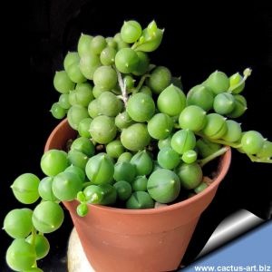 Senecio rowleyanus (String of Pearls)