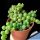 Senecio rowleyanus (String of Pearls)