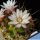 Gymnocalycium chacoense