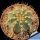 Gymnocalycium chacoense