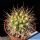 Gymnocalycium chacoense