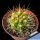 Gymnocalycium chacoense