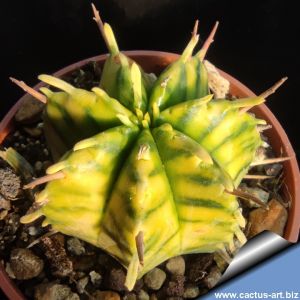 Euphorbia meloformis (valida?) f. variegata (yellow strip type) 