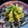 Euphorbia meloformis f. variegata (yellow strip type) NEW!!!