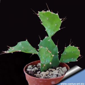 Opuntia brasiliensis