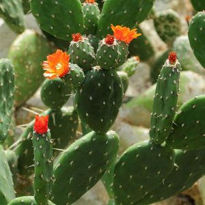 Opuntia quitensis