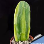 Opuntia sp. f. variegata