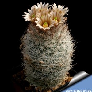 Escobaria dasyacantha SB907 Presidio County, Texas, USA