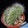 Mammillaria bella f. cristata
