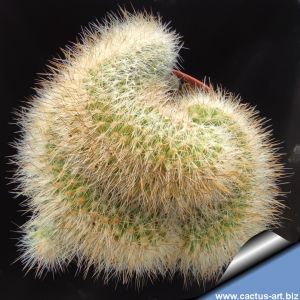 Mammillaria bella f. cristata