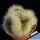 Mammillaria bella f. cristata
