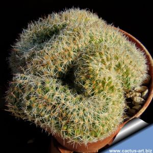 Mammillaria sp. forma cristata (Mixed form)
