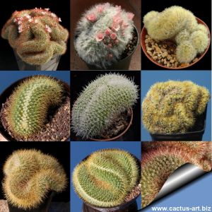 Mammillaria sp. forma cristata (Mixed form)