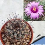 Mammillaria wrightii DJF1615
