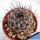 Mammillaria wrightii DJF1615