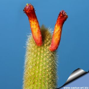 Cleistocactus margaritanus