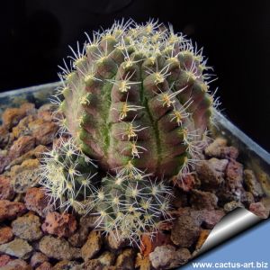 Rebutia steinmannii