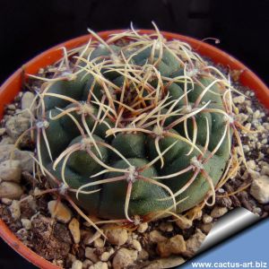 Gymnocalycium vatteri fa.