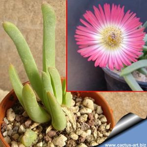 Cephalophyllum spissum v. caespitosum