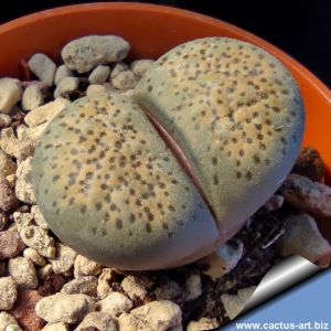 Lithops terricolor C345 30km West-North-West of Prince Albert Road, Cape Province